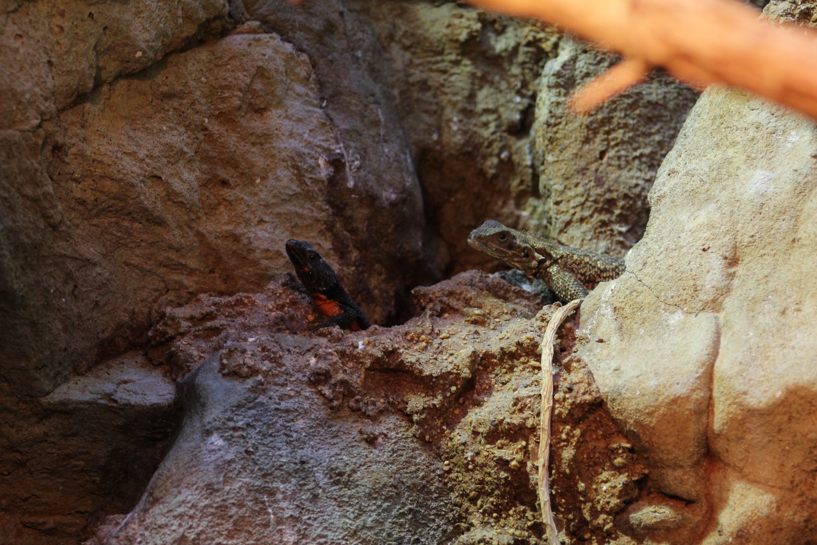 Mozambique Girdled Lizards