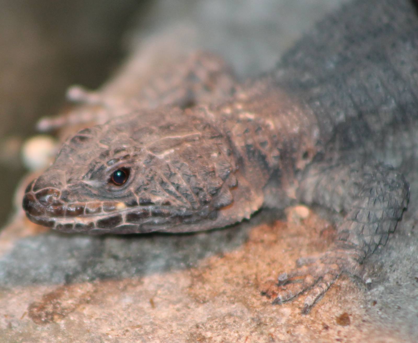 Mozambique girzled-tailed lizard