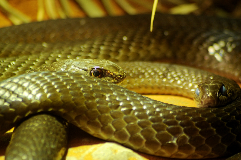 Mozambique Sandsnake at Dortmund