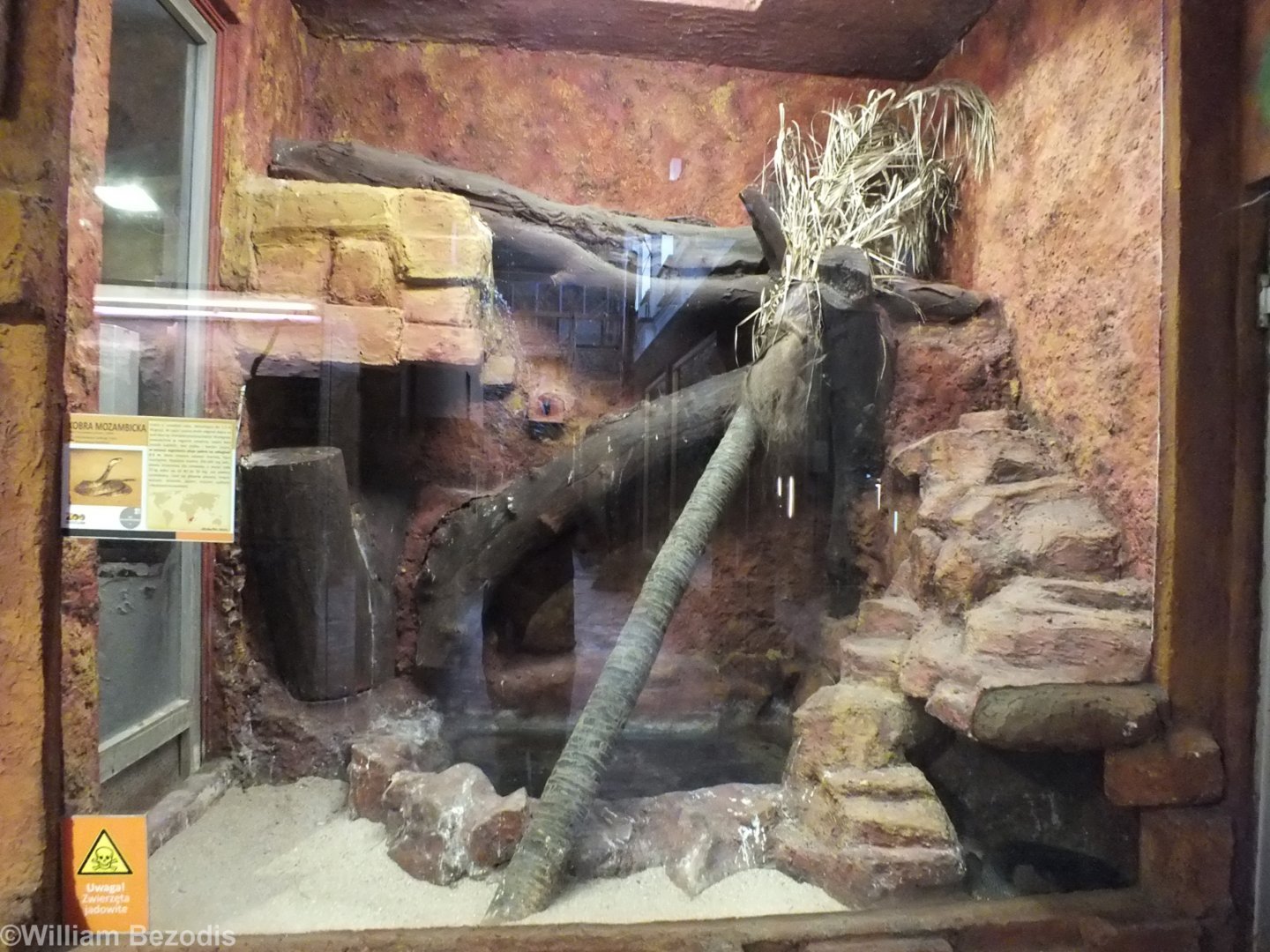 Mozambique Spitting Cobra Enclosure - Wroclaw Zoo Terrarium