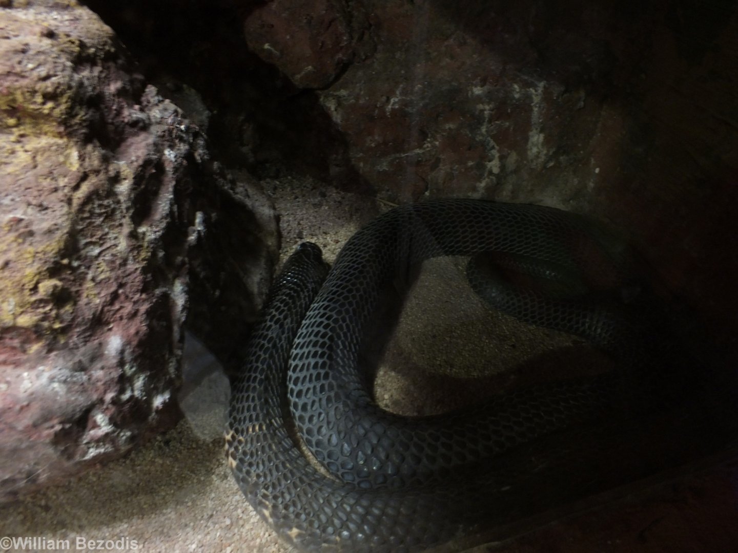 Mozambique Spitting-cobra -  - Wroclaw Zoo Terrarium