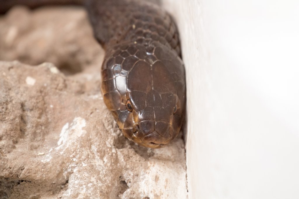Mozambique Spitting Cobra