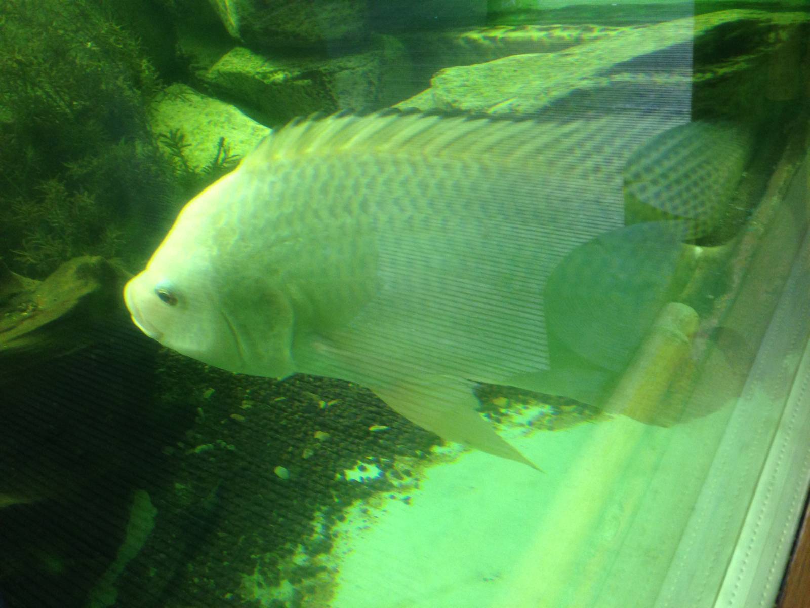 Mozambique Tilapia at Tropical World - 02/10/2013
