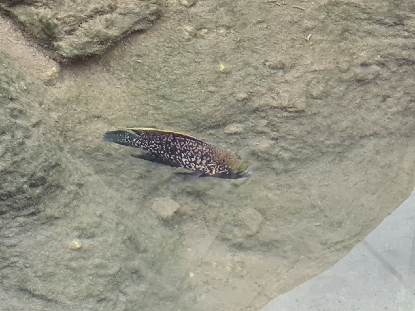 Mozambique tilapia or Black diamond cichlid?