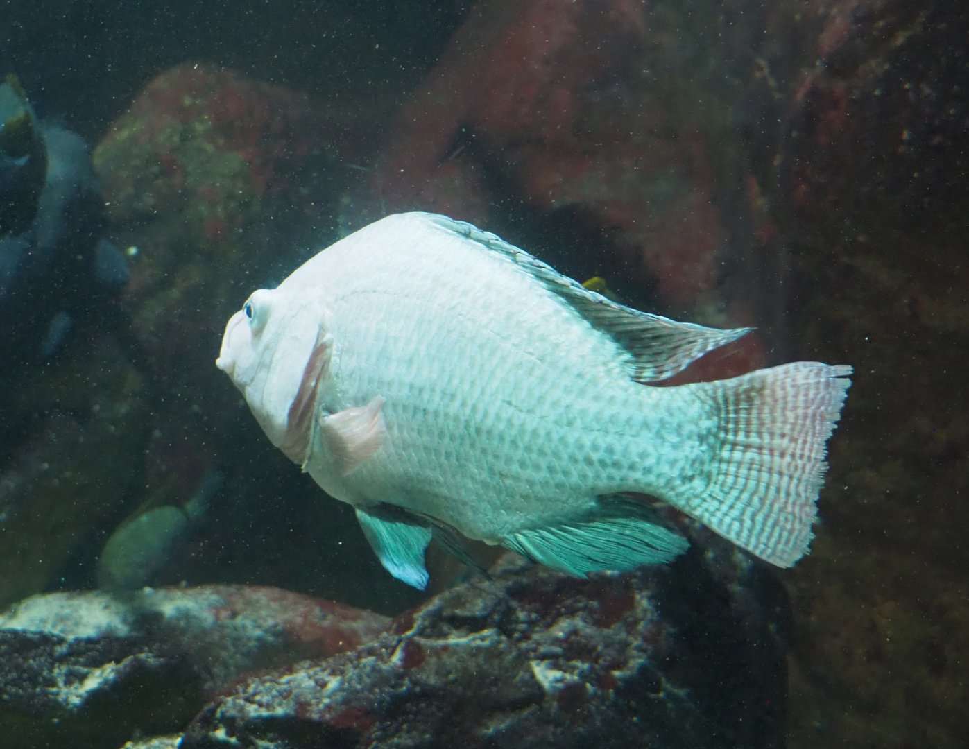 Mozambique tilapia (Oreochromis mossambicus), 2021-06-12