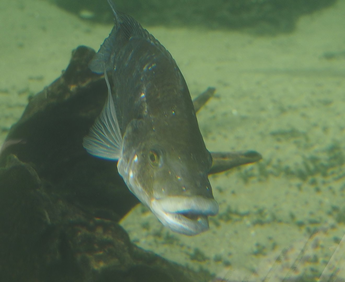 Mozambique tilapia (Oreochromis mossambicus), 2024-06-30