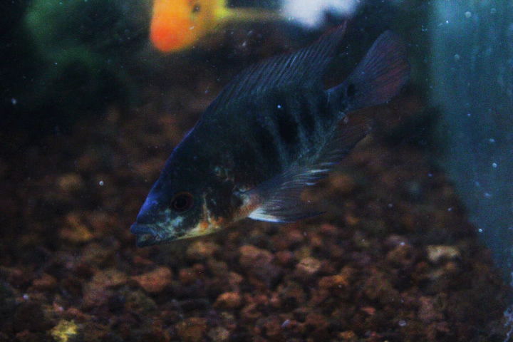 Mozambique tilapia (Oreochromis mossambicus mossambicus)