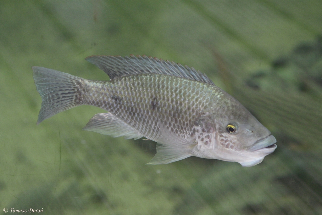 Mozambique Tilapia (Oreochromis mossambicus)