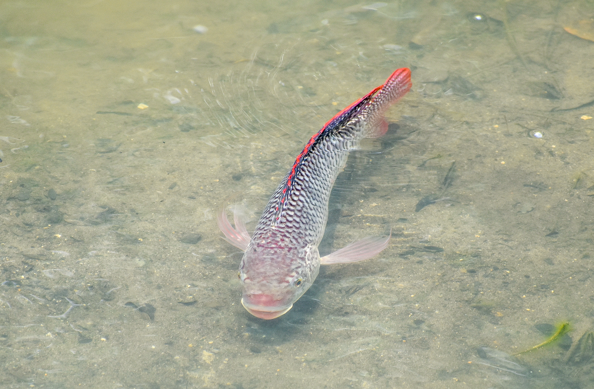 Mozambique Tilapia