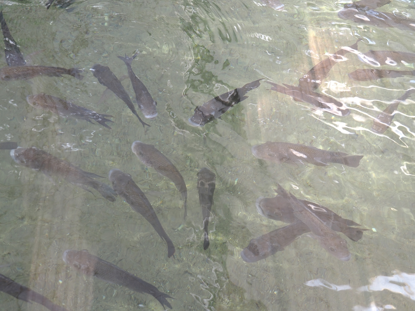 Mozambique tilapias (Oreochromis mossambicus) in the Slender-snouted crocodile exhibit, 2024-06-30