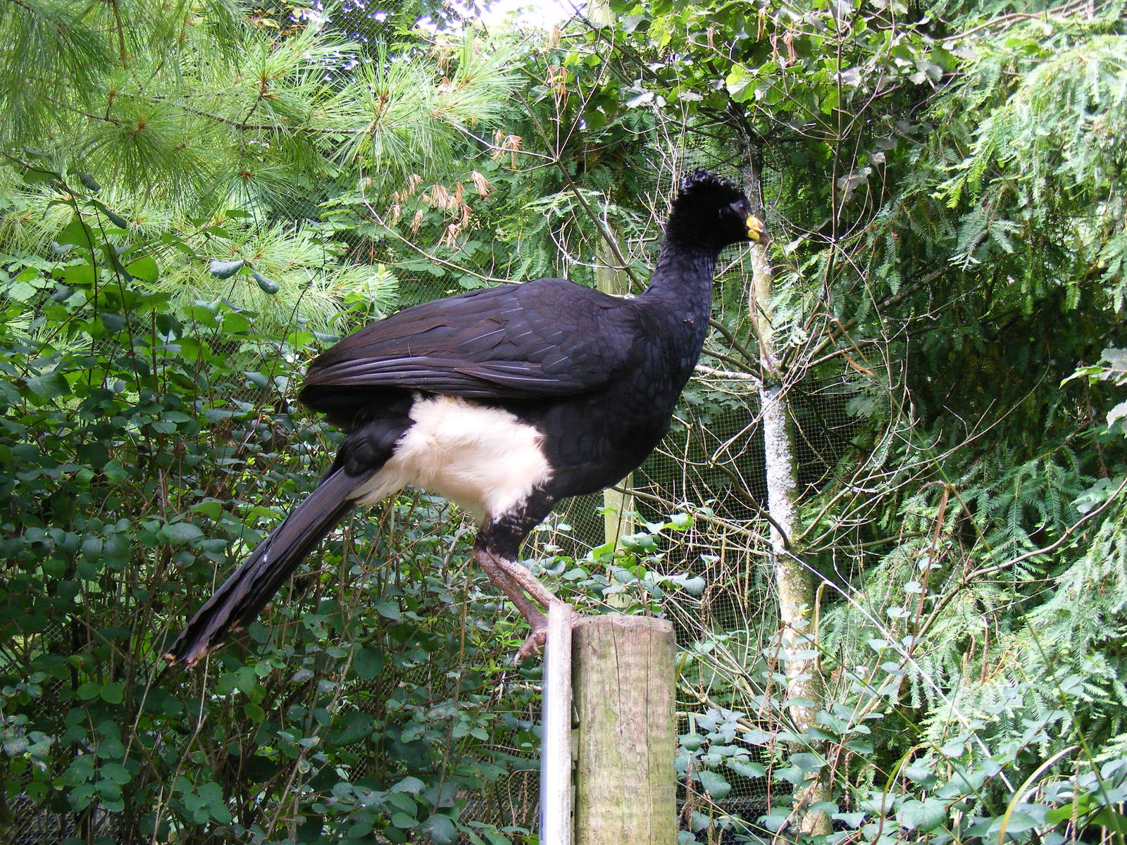 Mr C the bare-faced currasow in Brook-side Aviary at Paignton Zoo, 2 August