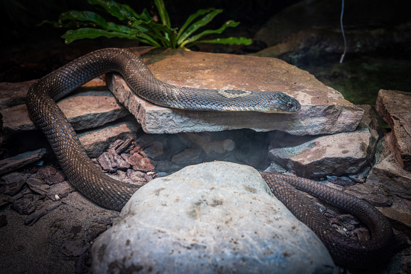 Mr. Dangernoodle the male Monocled Cobra