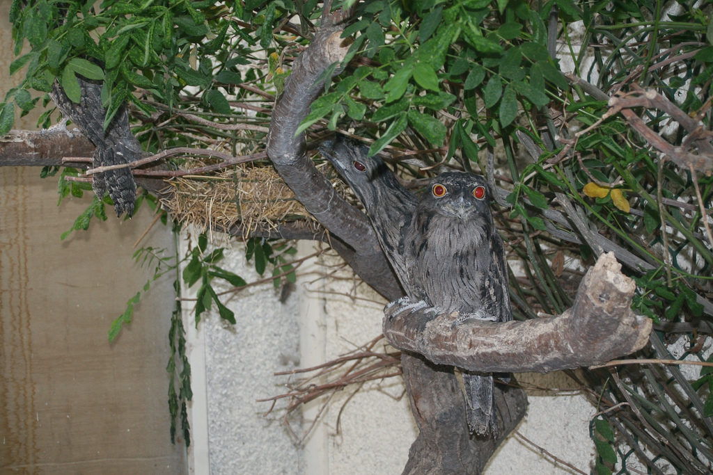 Mr Flibble is VERY CROSS