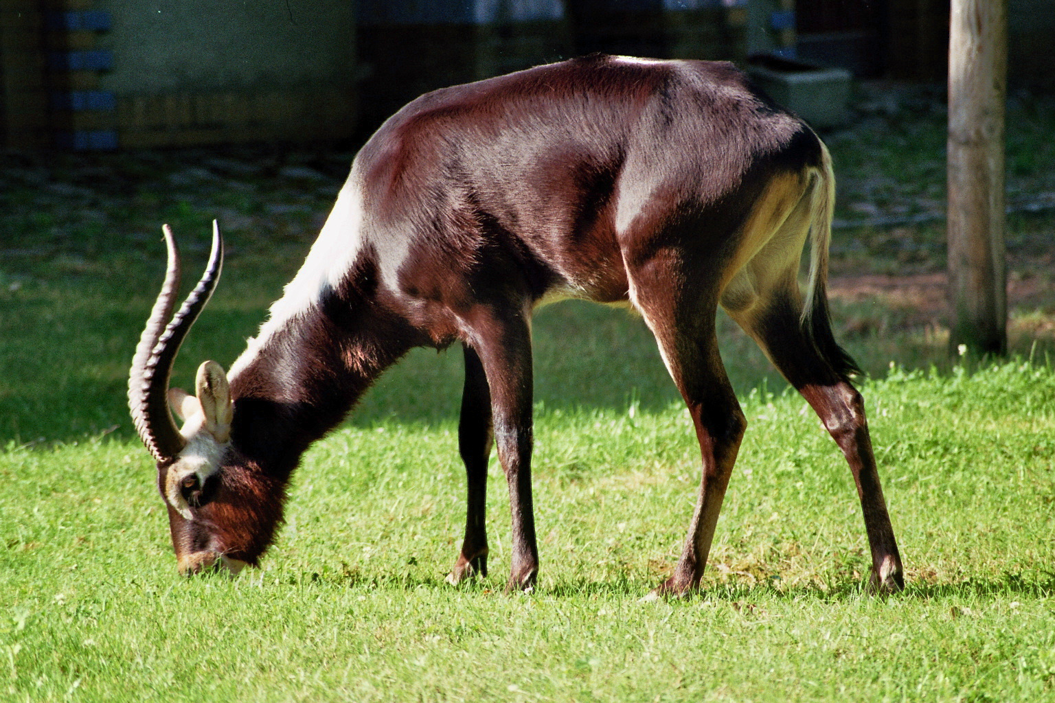 MR.Grays Waterbuck
