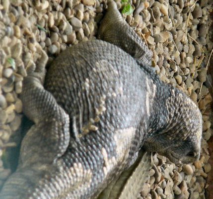 Mr Grumpy at Tropical Butterfly House