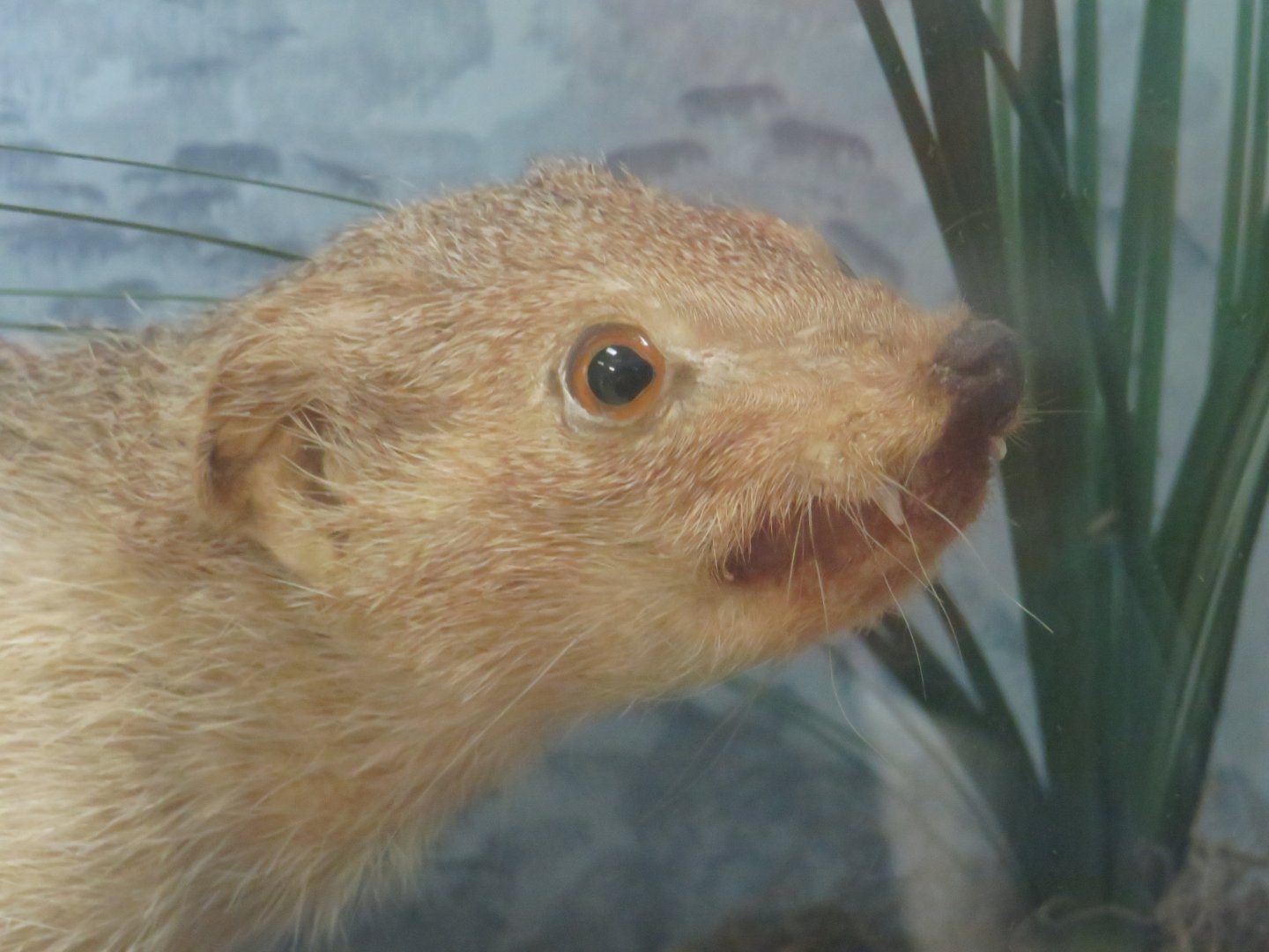 Mr. Magoo taxidermy specimen