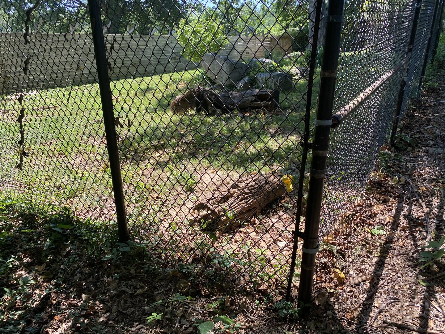 Mr. Pickles 7-11-2023