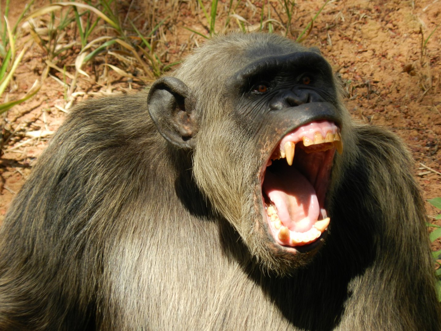 Mr. Serafim - Belo Horizonte zoo