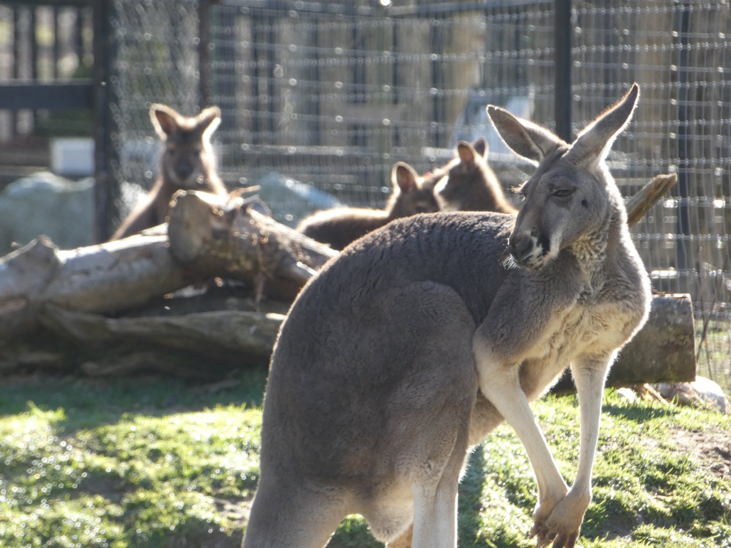 Mr. T (Red kangaroo)