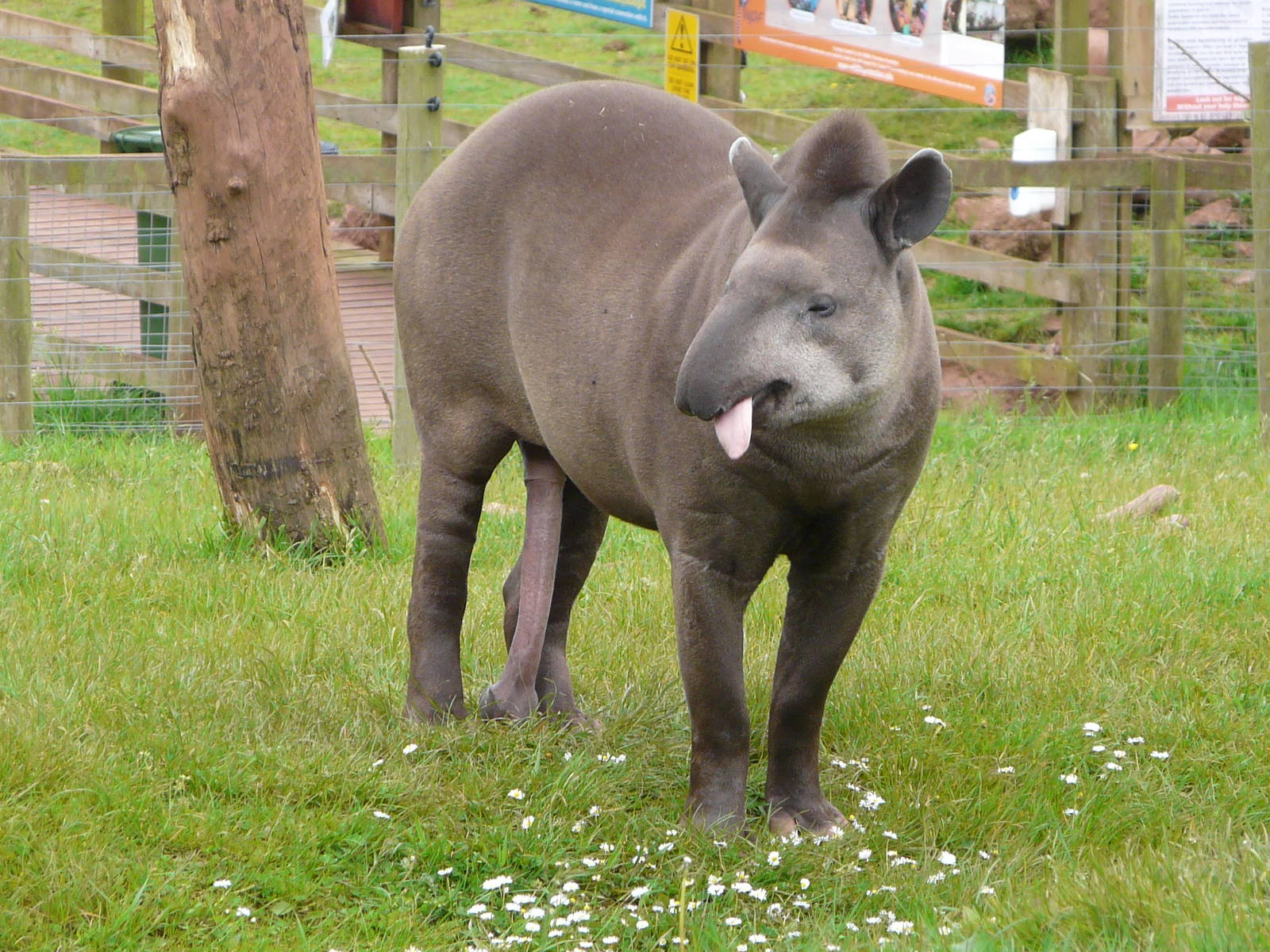 Mr Tapir