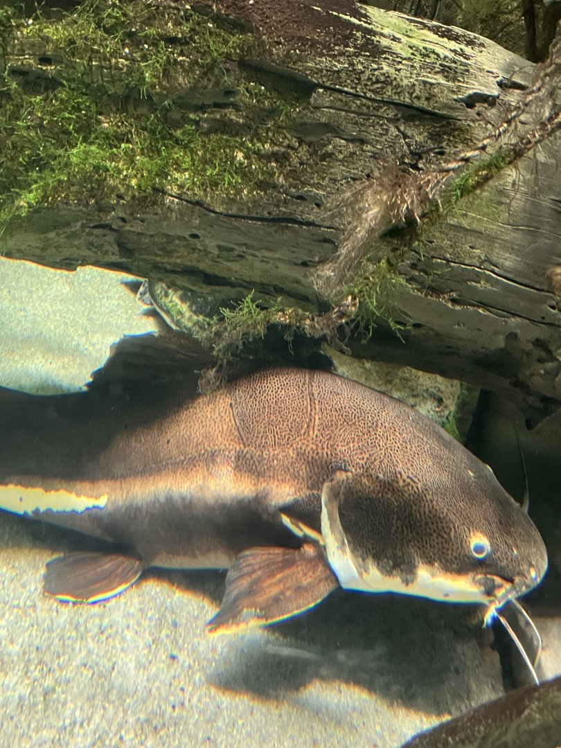 Mr. Whiskers the redtail catfish