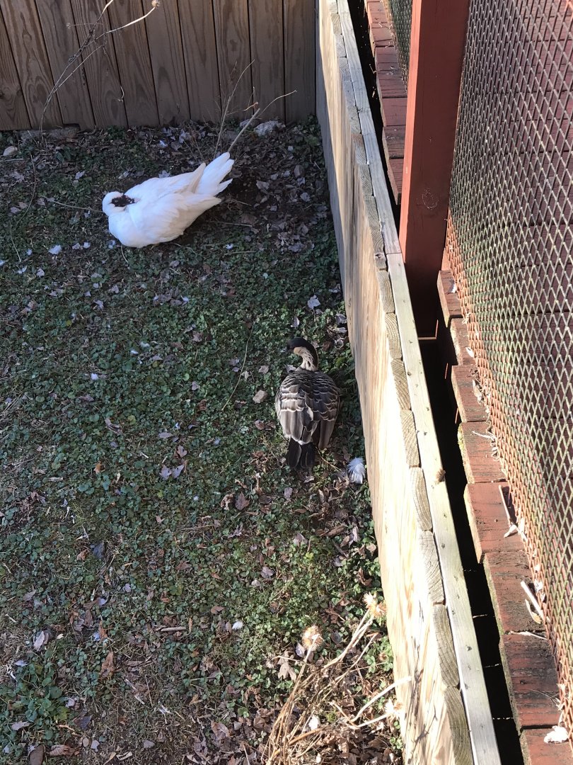 Mr.Wilson the Muscovy duck 2008-2021