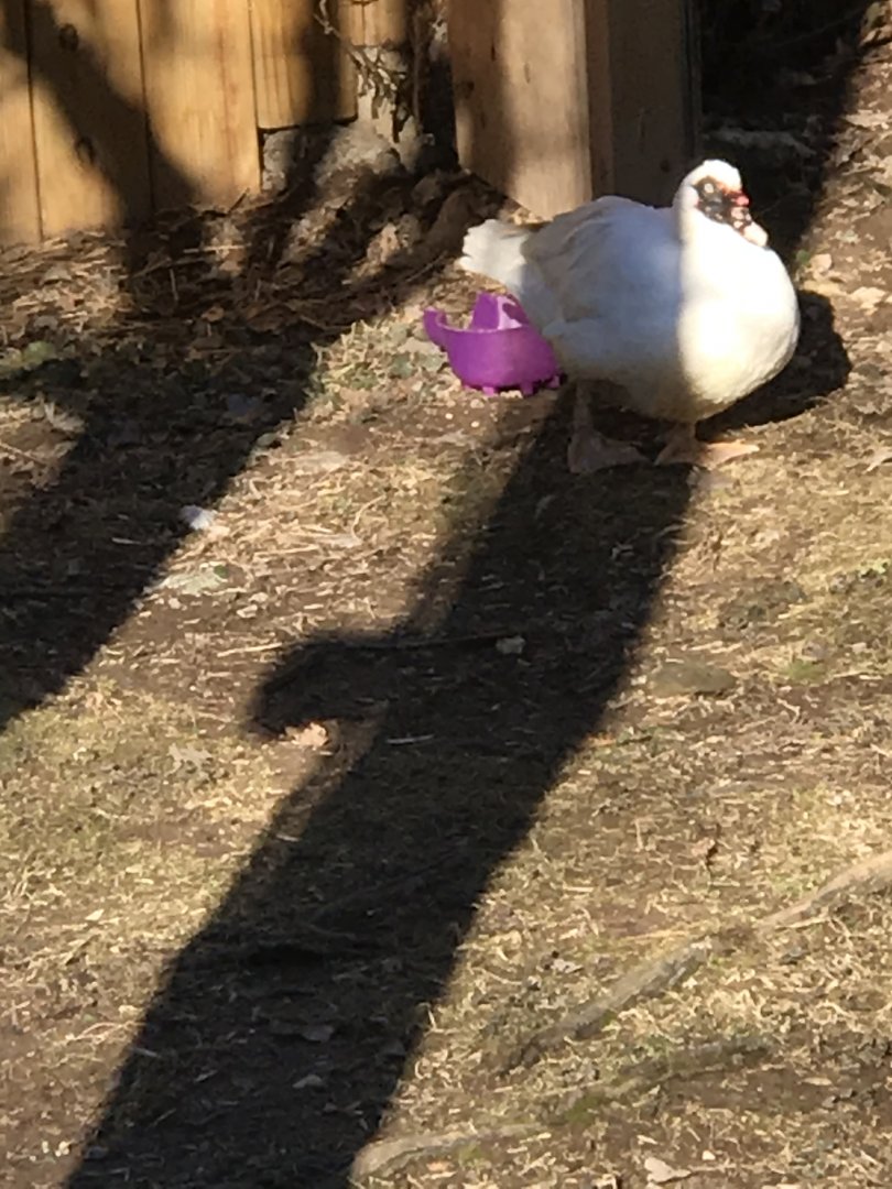 Mr.Wilson the Muscovy duck