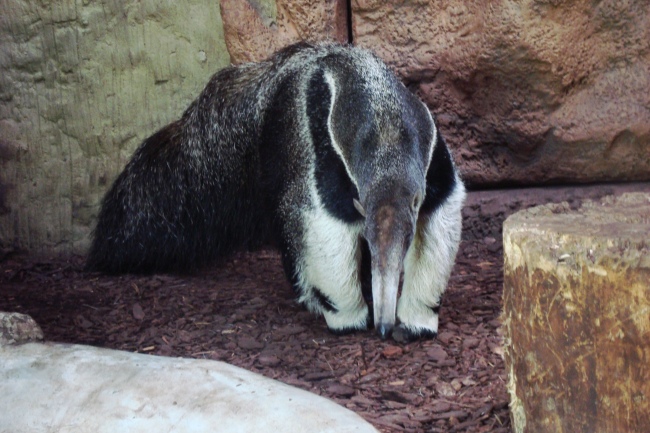 Mr wkojady olbrzymie - ZOO Opole 18