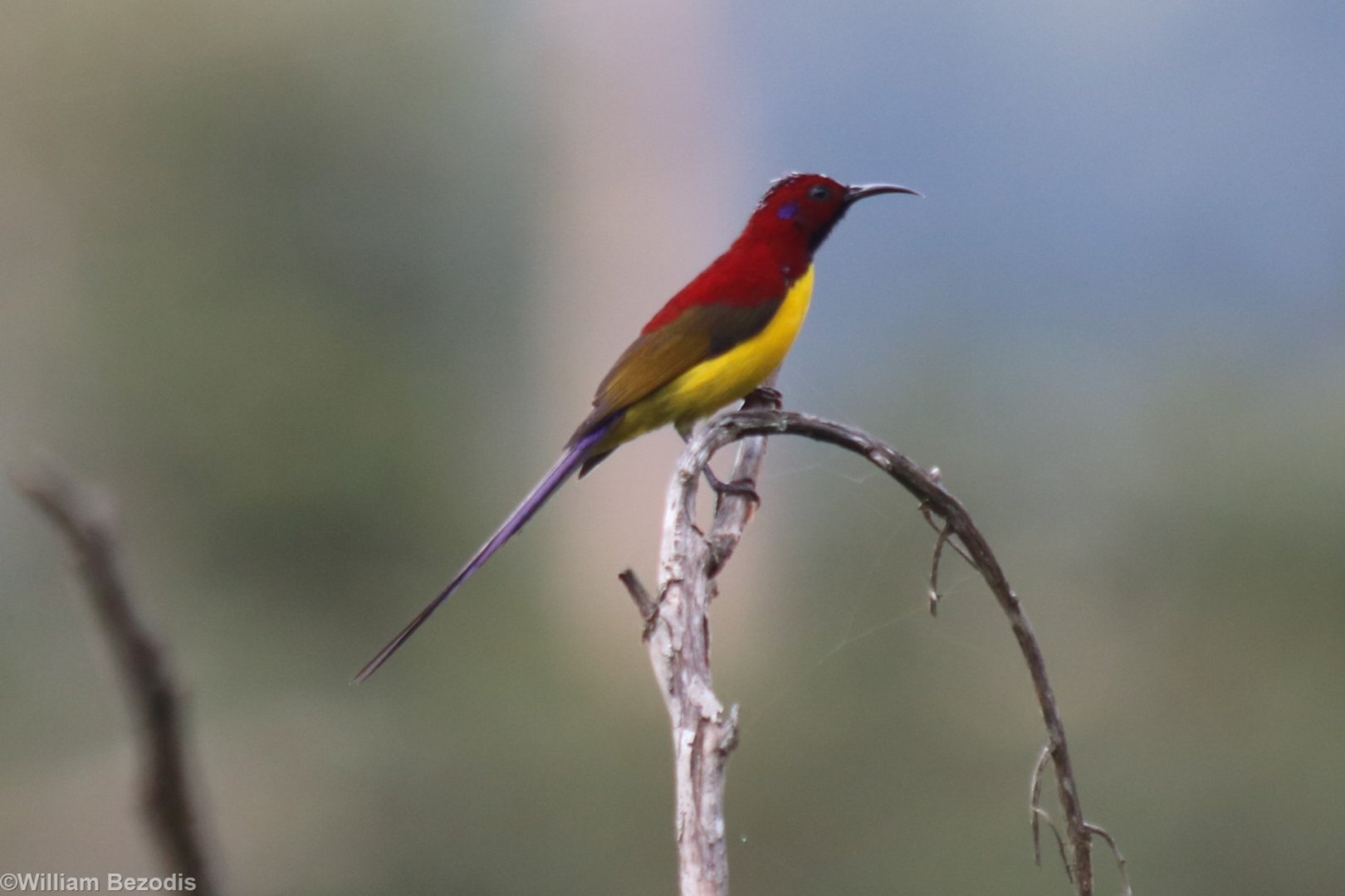 Mrs Gould's Sunbird - Da Tien