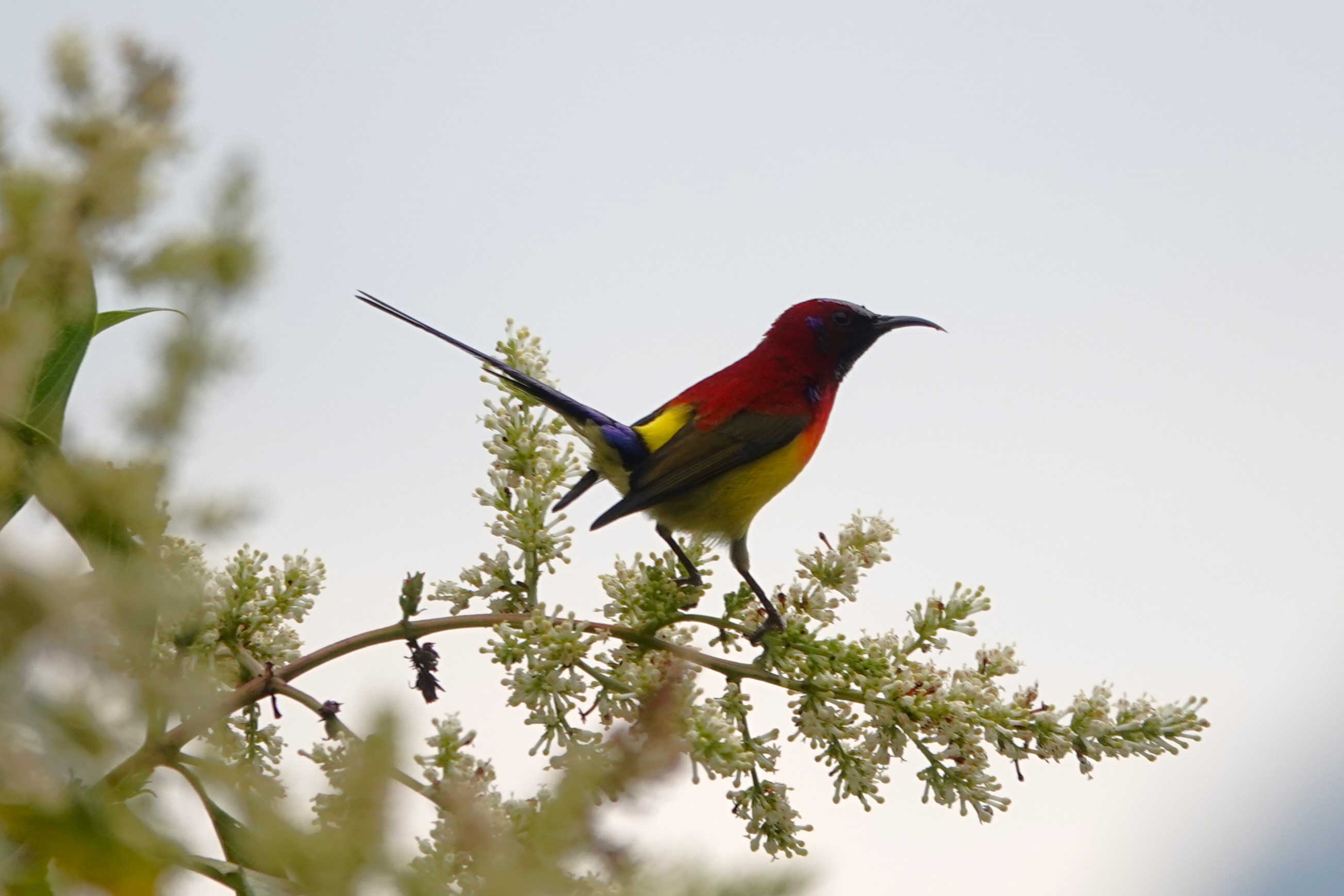 Mrs. Gould's Sunbird
