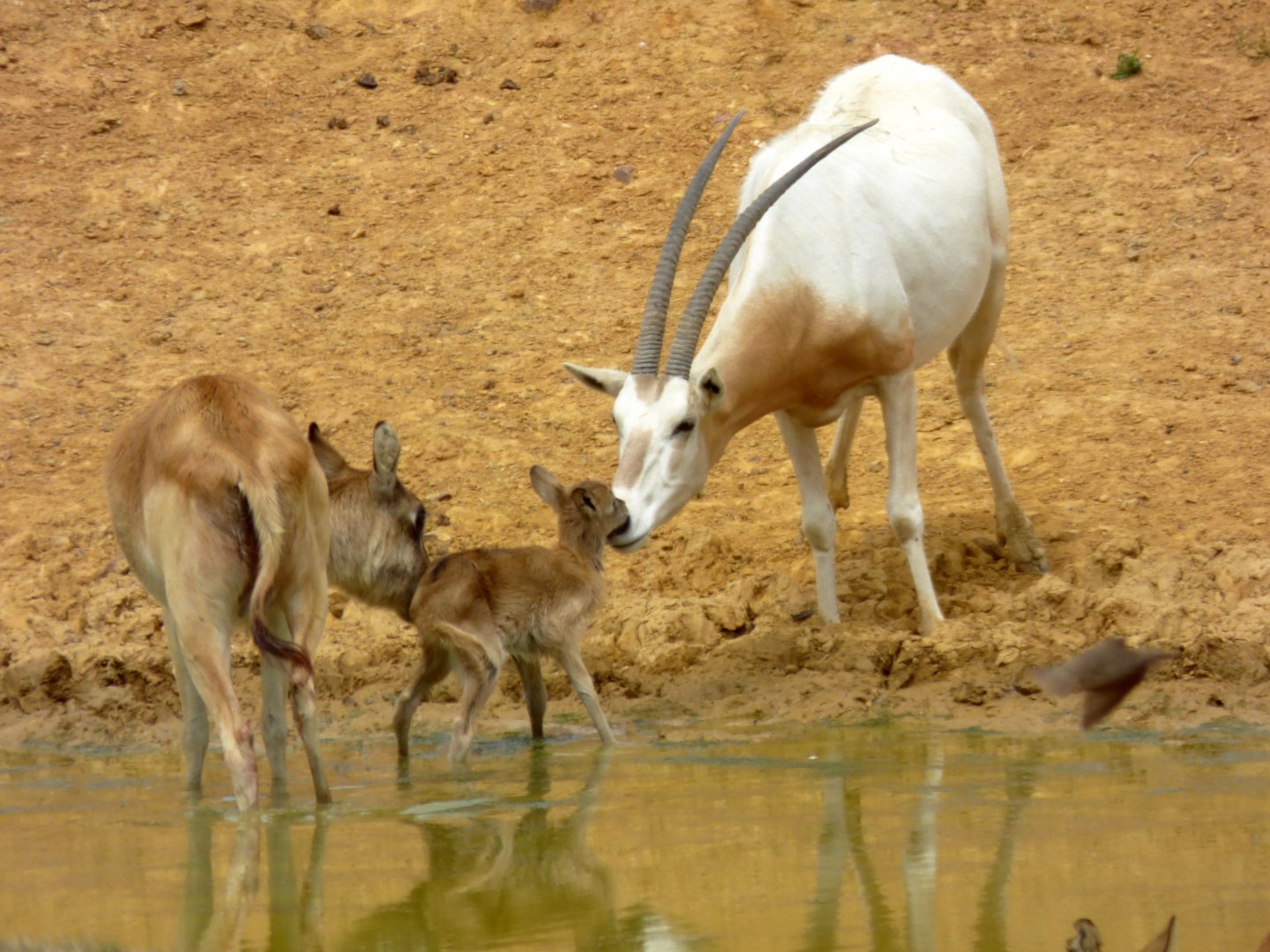 Mrs Gray's lechwe and scimitar oryx