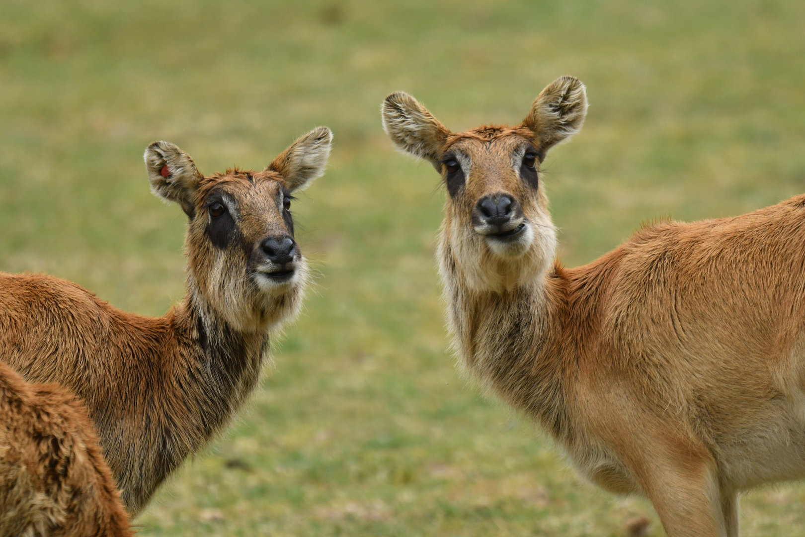 Mrs Gray's lechwe (Kobus megaceros)