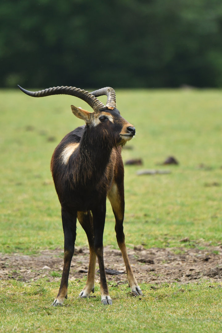 Mrs Gray's lechwe (Kobus megaceros)