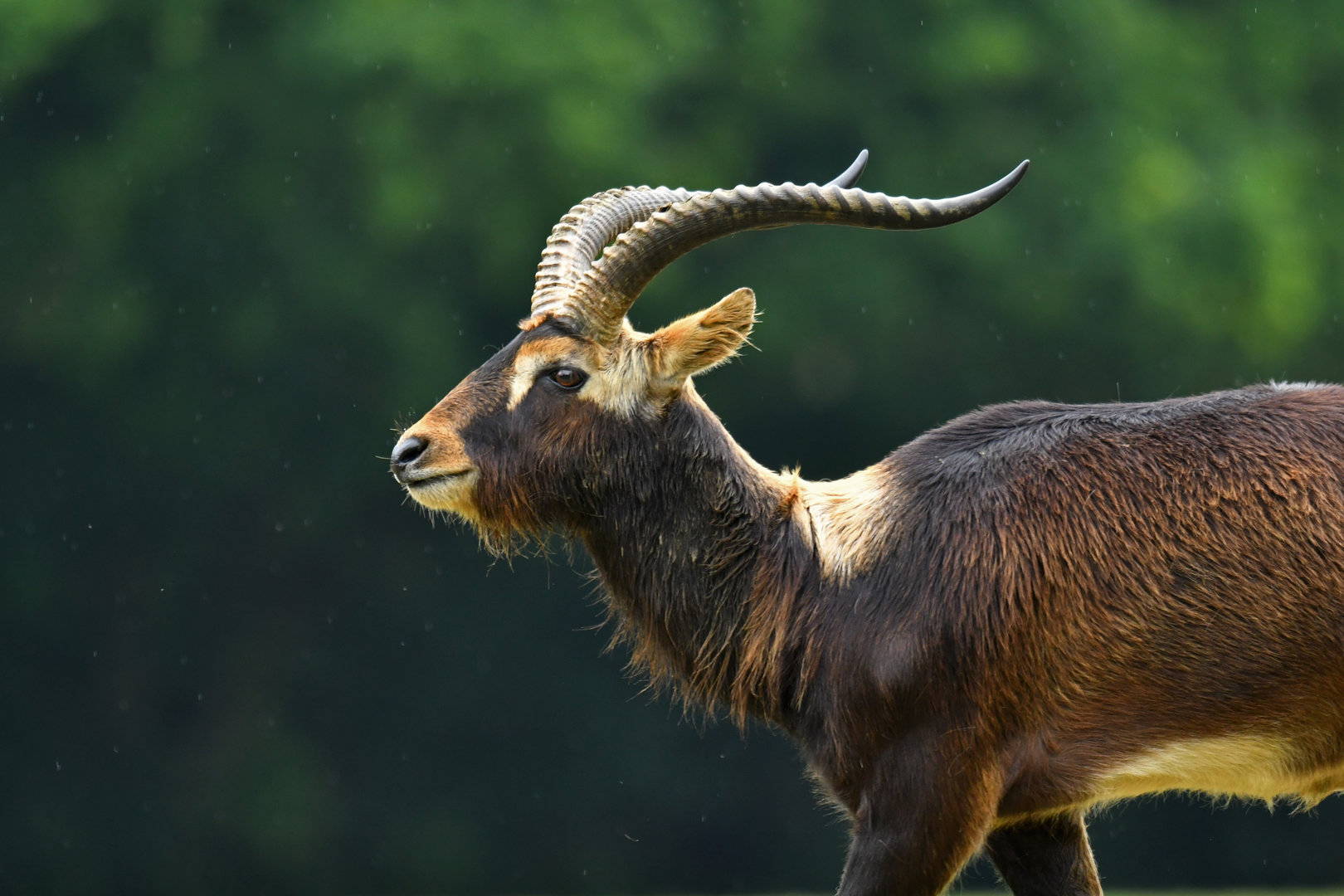 Mrs Gray's lechwe (Kobus megaceros)