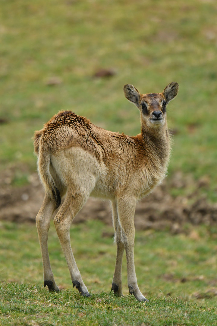 Mrs Gray's lechwe (Kobus megaceros)
