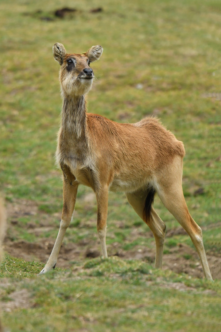 Mrs Gray's lechwe (Kobus megaceros)