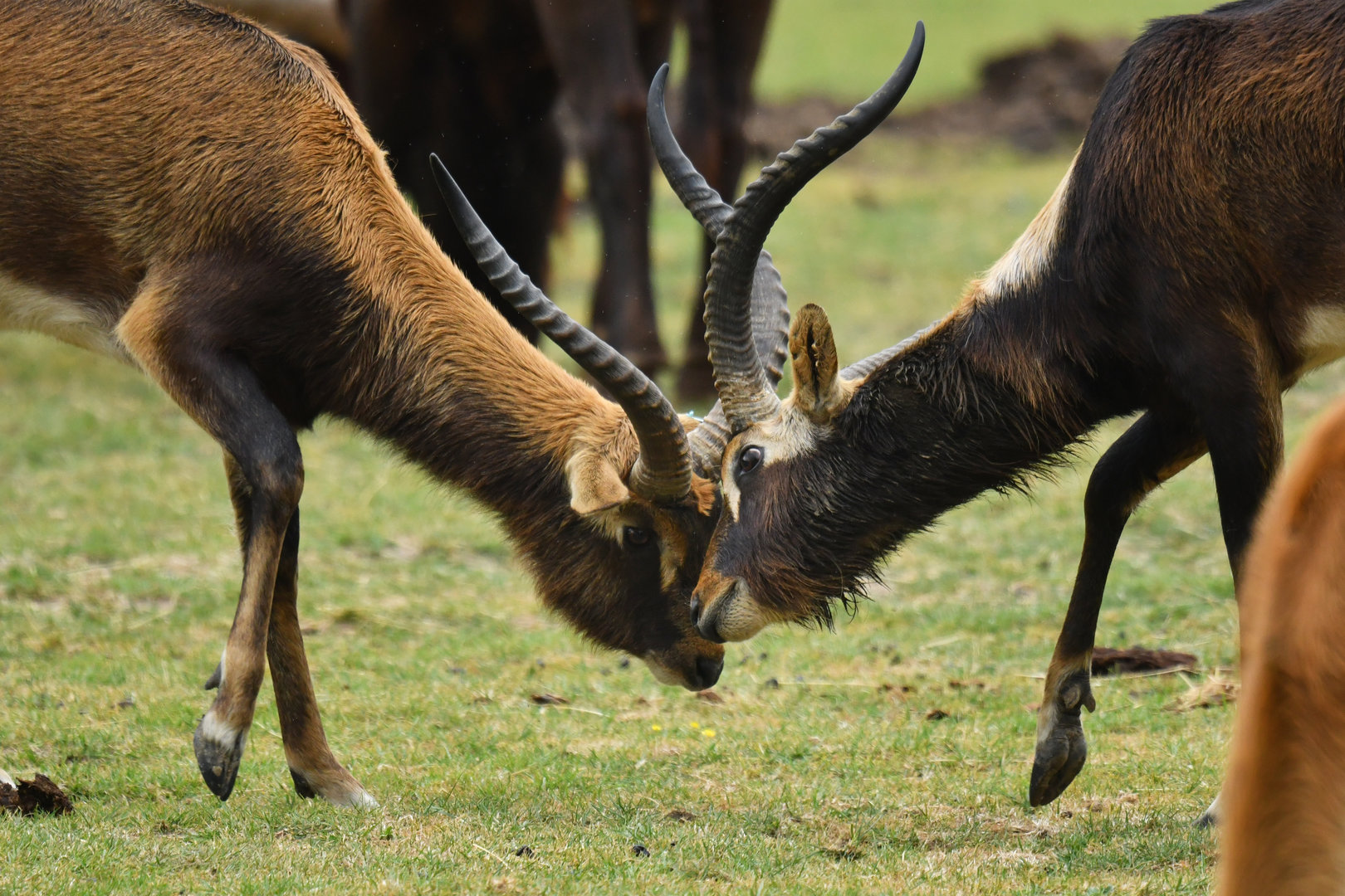 Mrs Gray's lechwe (Kobus megaceros)