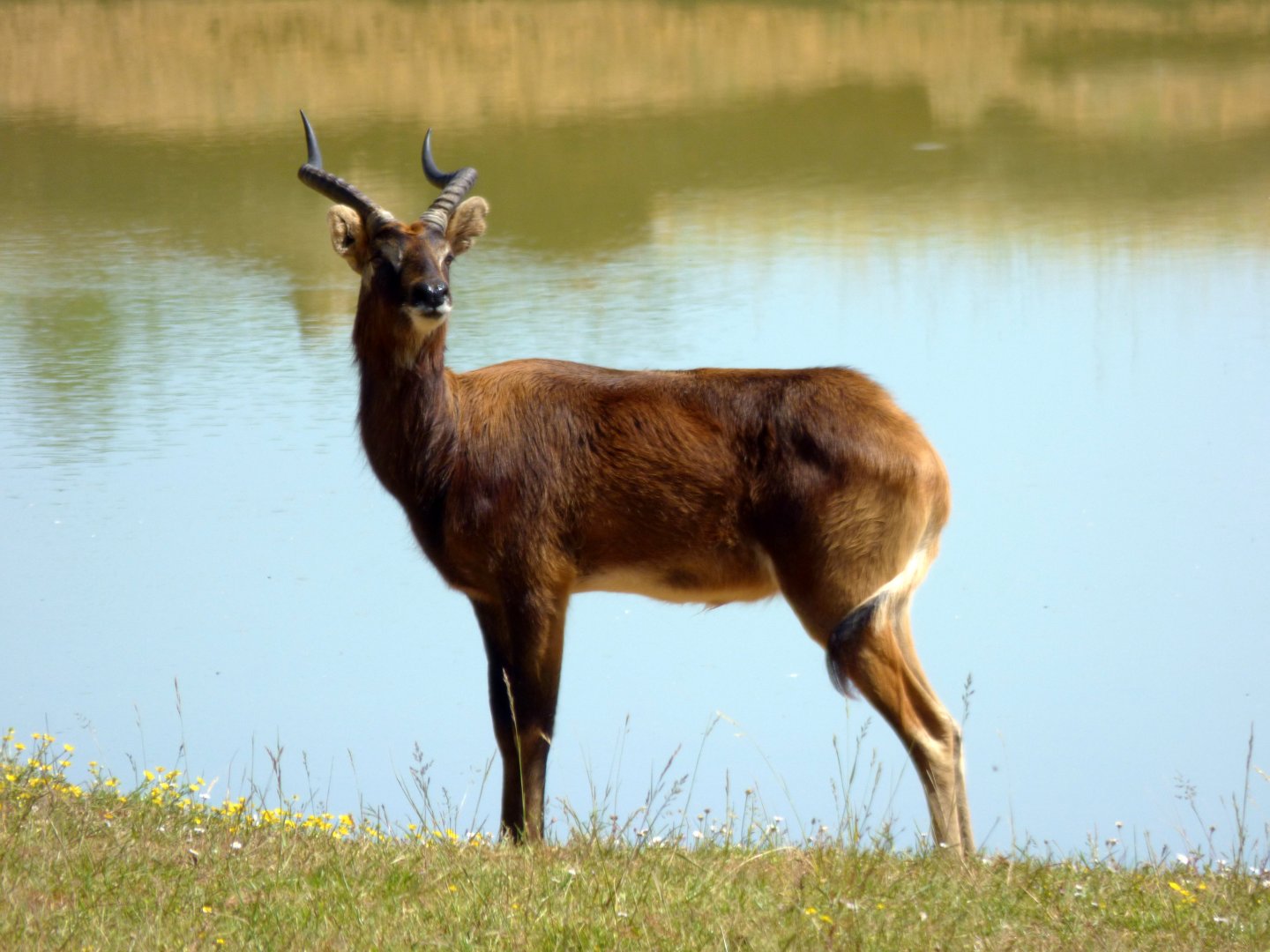 Mrs Gray's lechwe (Kobus megaceros)