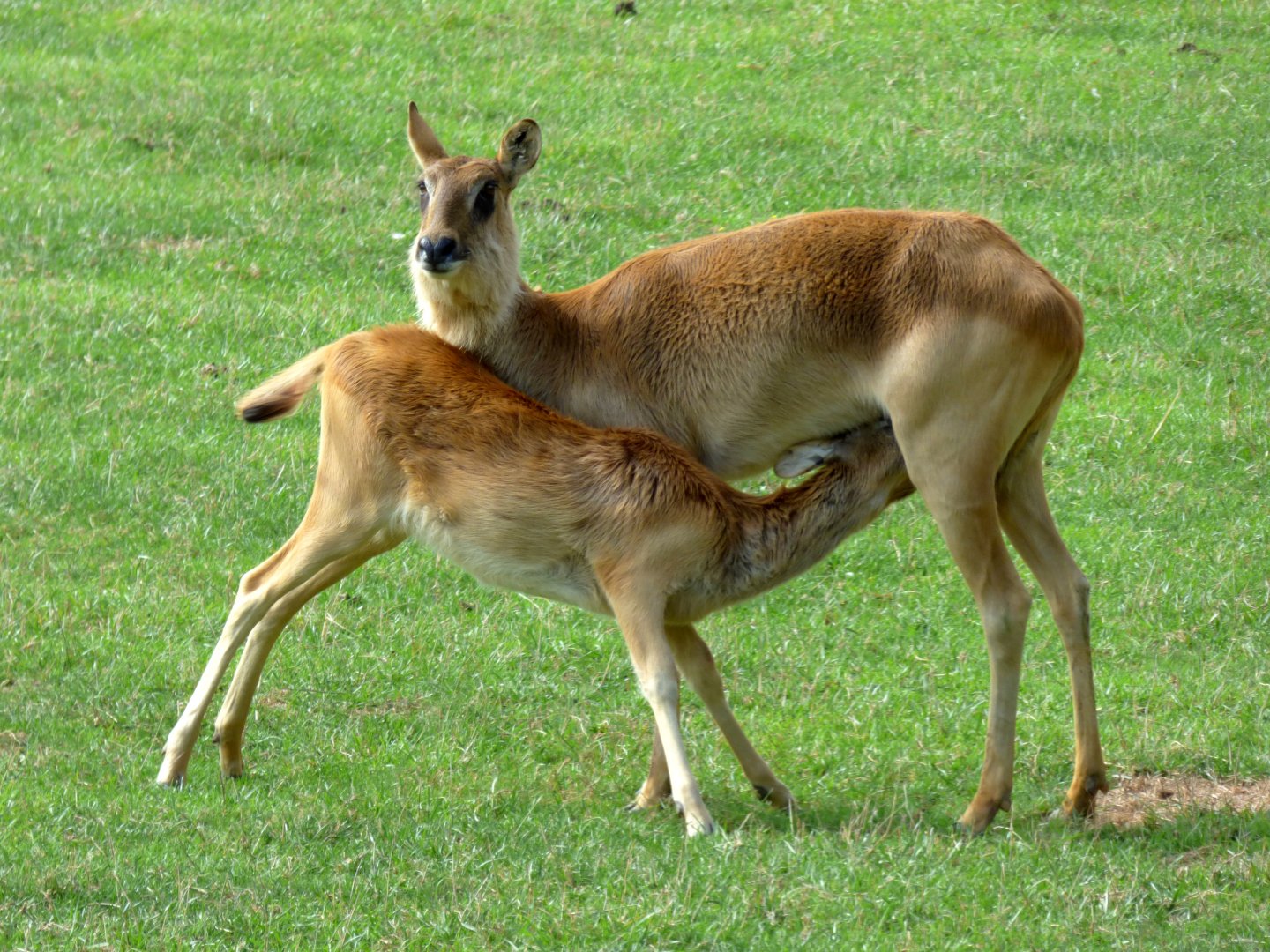 Mrs Gray's lechwe (Kobus megaceros)