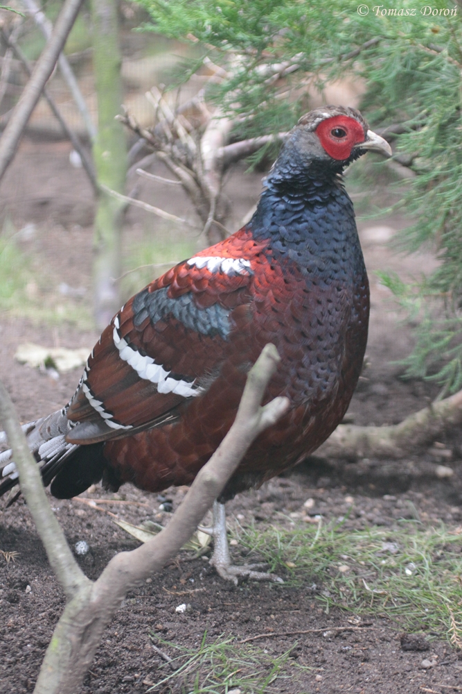 Mrs Hume's Pheasant (Syrmaticus humiae humiae) male