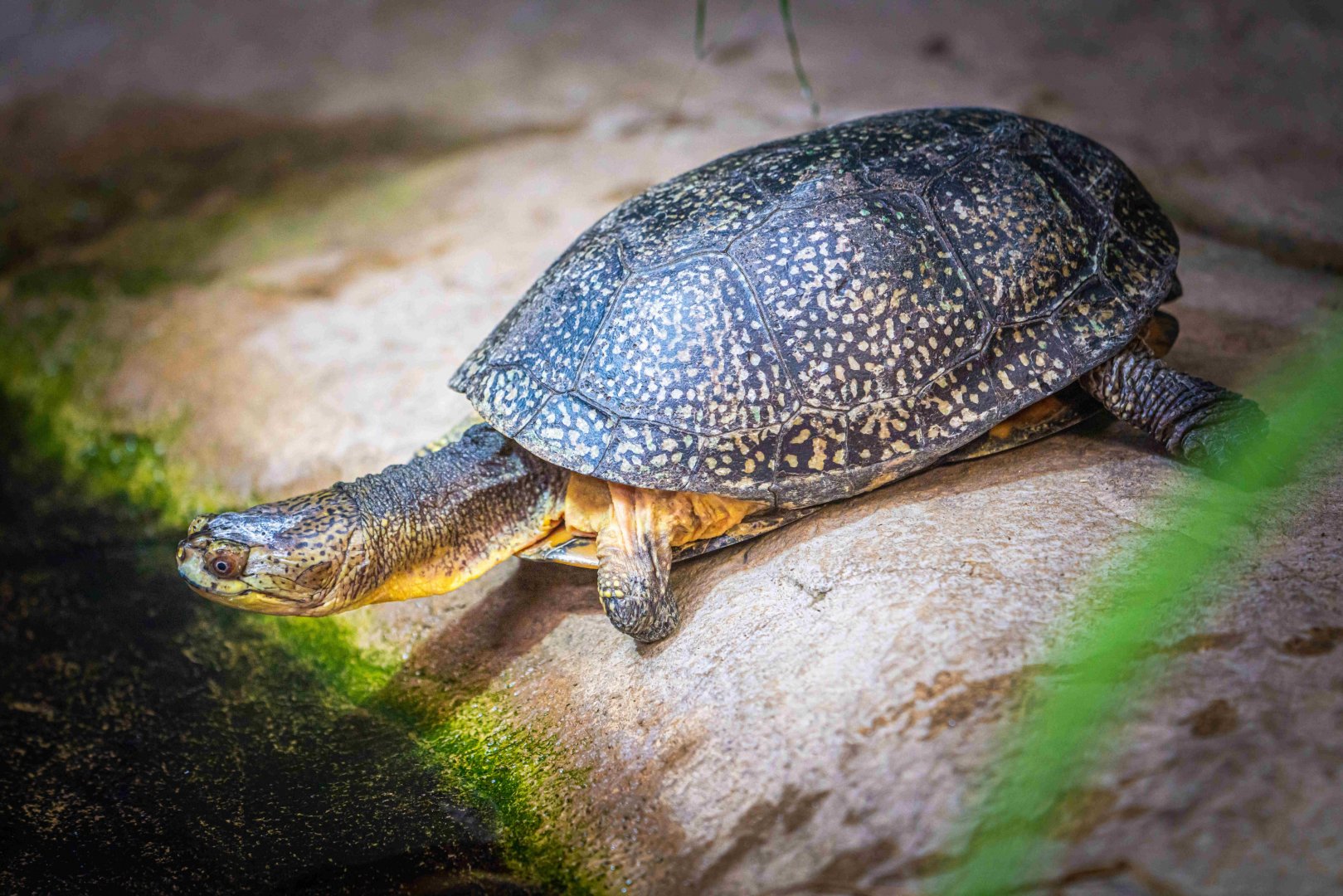 Mrs.Stumps the female Blanding's Turtle