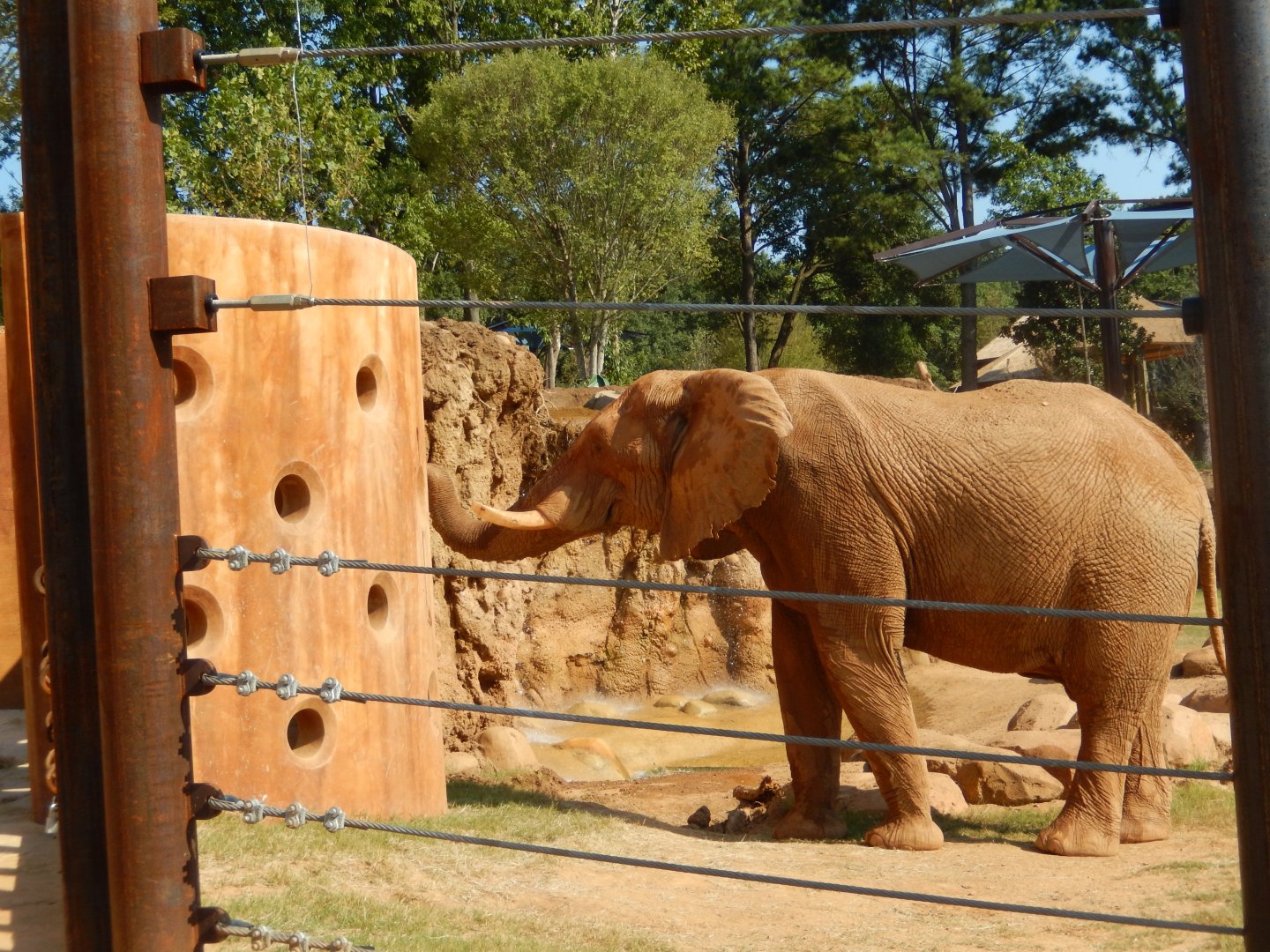 Msholo Enjoying The Enrichment Wall
