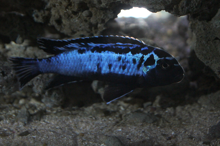 Msobo mbuna (Maylandia sp. 'Msobo') - Jendela Alam Bandung