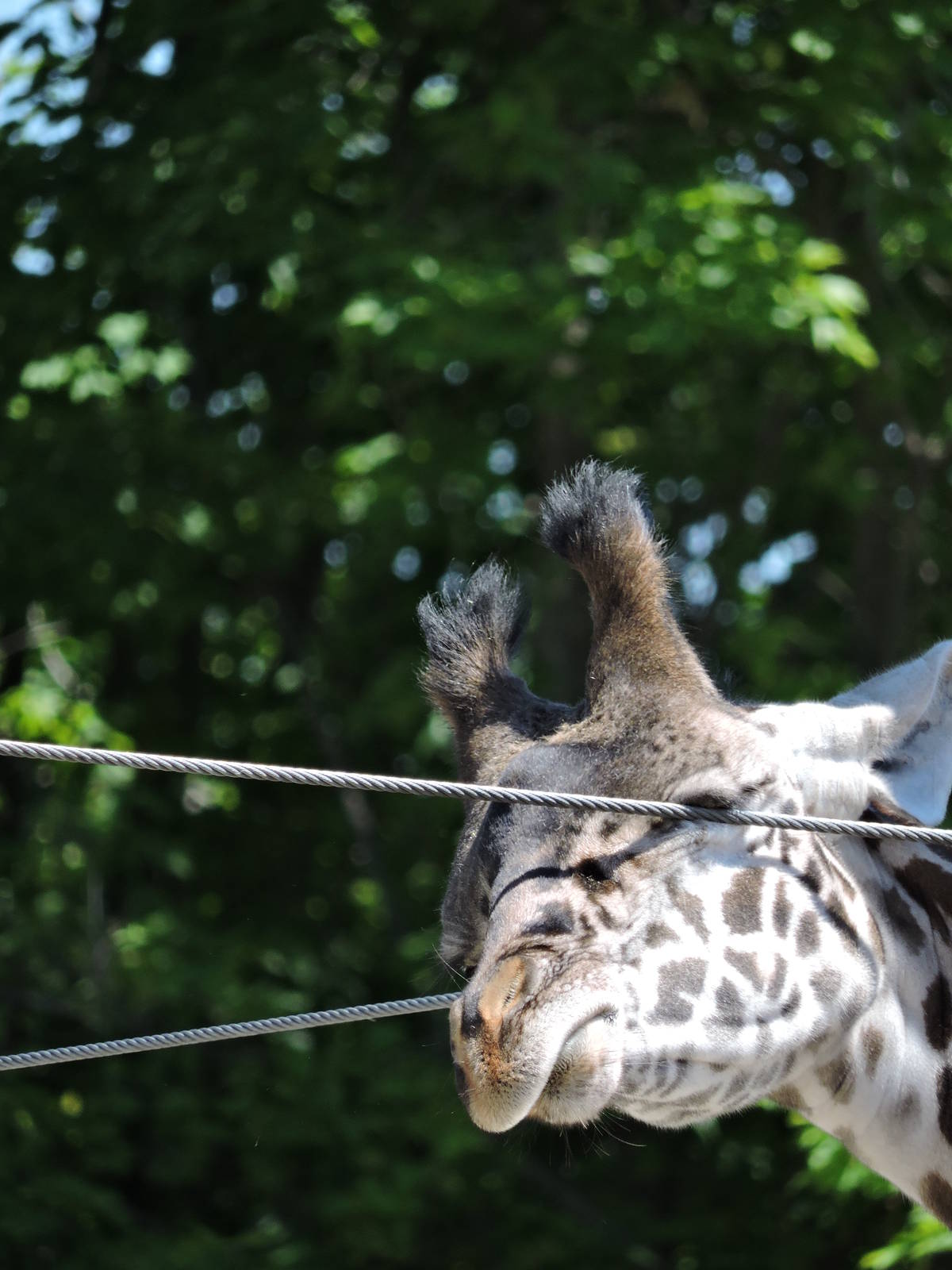 Mstari getting a good scratch