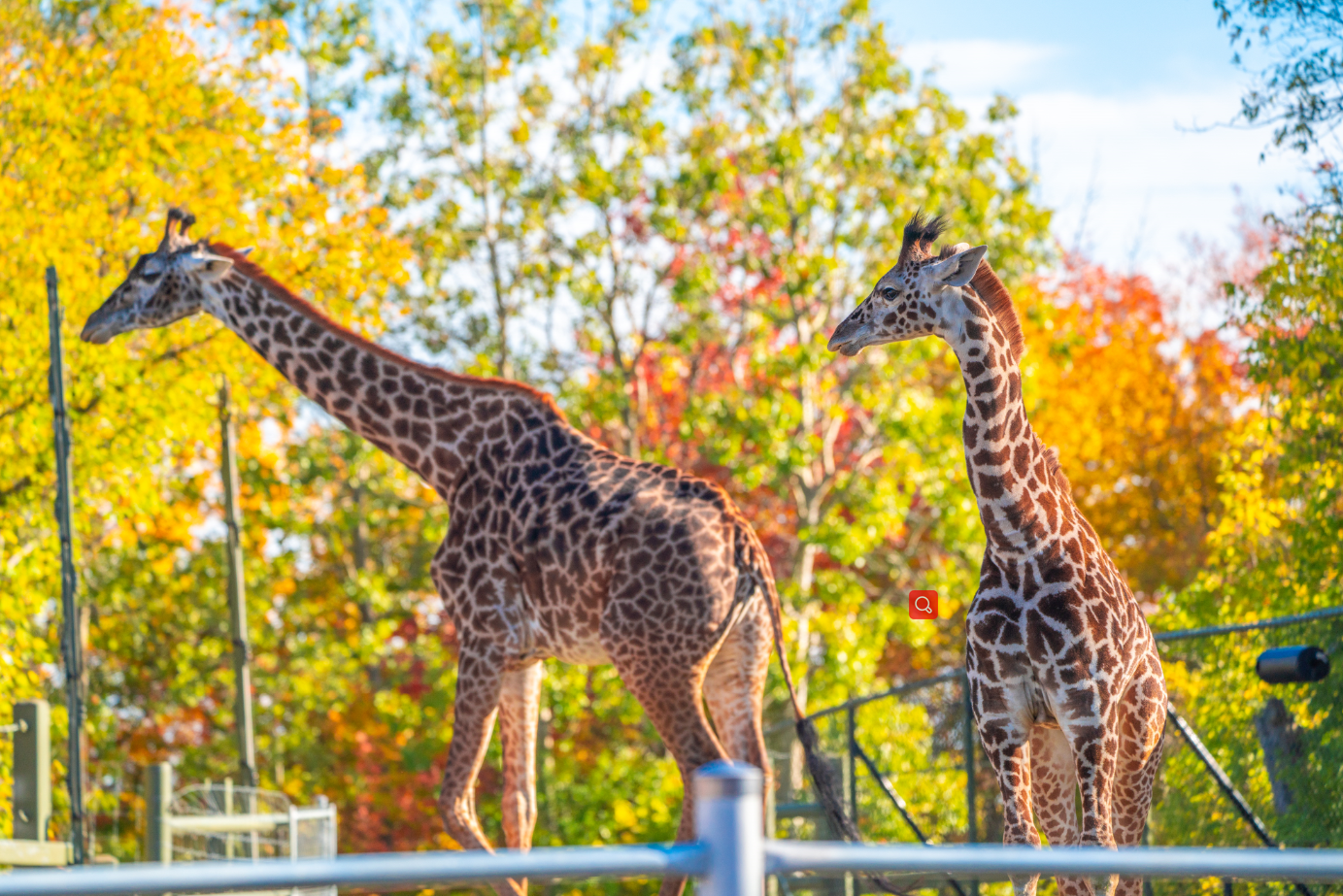 Mstari (left) and Amani (right),Masai Giraffe mother and daughter