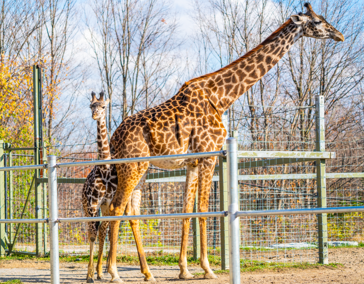 Mstari (right) and Amani (left) the Masai Giraffe mom and daughter