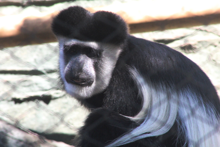 Mt. Kenya guereza (Colobus guereza kikuyuensis)