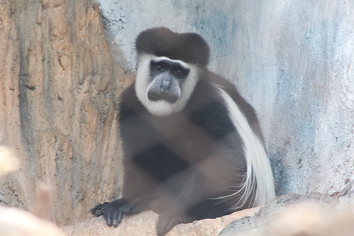 Mt. Kenya guereza  (Colobus guereza kikuyuensis)