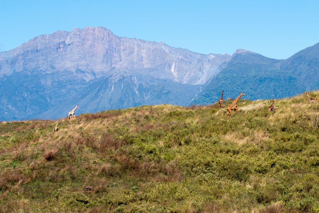Mt Meru and giraffes