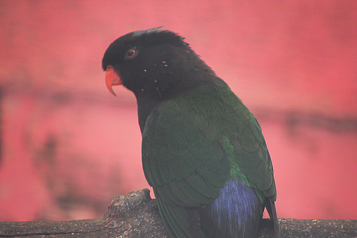 Mt. Yamin Stella's lorikeet (Charmosyna stellae goliathina)